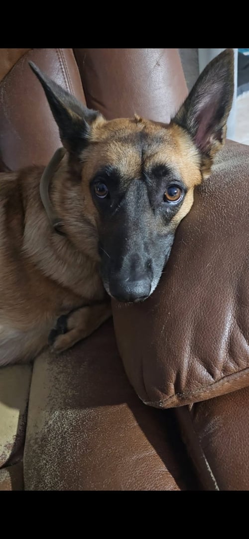 LUCCA (FKA GRACIE LOU) - PA - Belgian Shepherd Malinois available for adoption