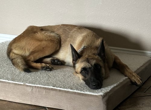LUCCA (FKA GRACIE LOU) - PA - Belgian Shepherd Malinois available for adoption