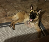 Lucca (FKA Gracie Lou) - PA - Photo 9