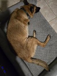 Lucca (FKA Gracie Lou) - PA - Photo 15