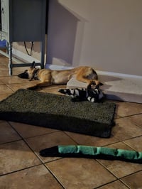 Lucca (FKA Gracie Lou) - PA - Photo 11