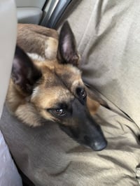 Lucca (FKA Gracie Lou) - PA - Photo 12