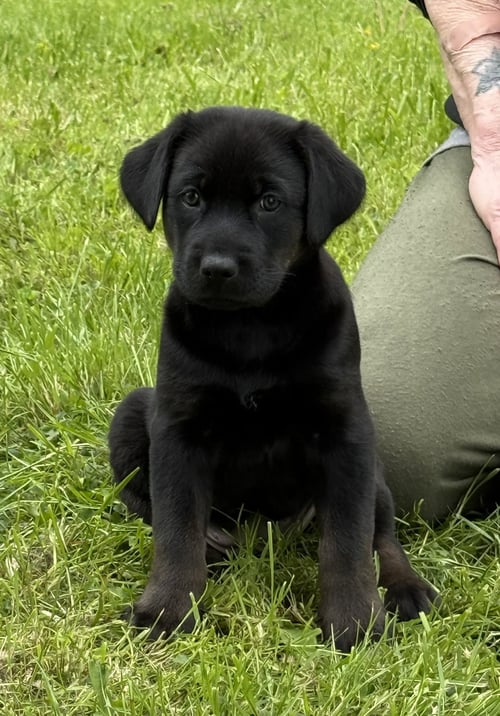 CRYSTAL - PA - Belgian Shepherd Malinois / Labrador Retriever available for adoption