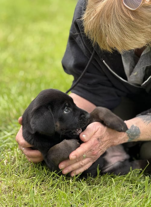 CRYSTAL - PA - Belgian Shepherd Malinois / Labrador Retriever available for adoption
