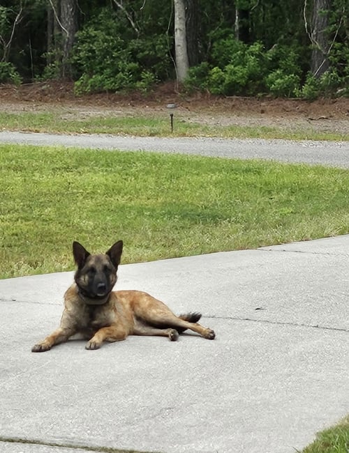 BELA (VA) - Belgian Shepherd Malinois available for adoption