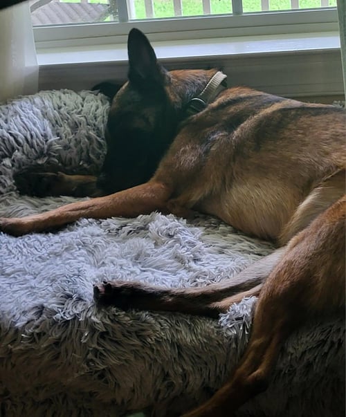 BELA (VA) - Belgian Shepherd Malinois available for adoption