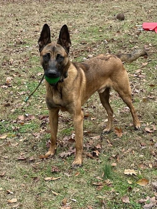 EINAR - MD - Belgian Shepherd Malinois available for adoption