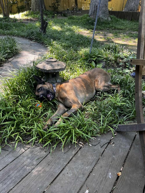 EINAR - MD - Belgian Shepherd Malinois available for adoption
