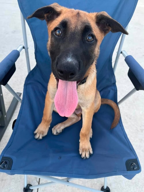 FRYE - N FL - Belgian Shepherd Malinois available for adoption