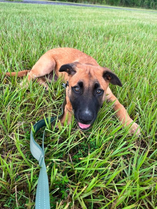 FRYE - N FL - Belgian Shepherd Malinois available for adoption