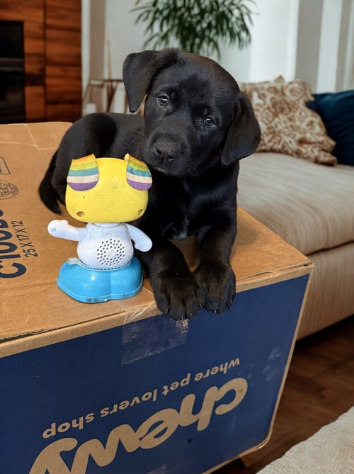 MOUSE - PA - Belgian Shepherd Malinois / Labrador Retriever available for adoption