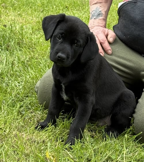 MOUSE - PA - Belgian Shepherd Malinois / Labrador Retriever available for adoption