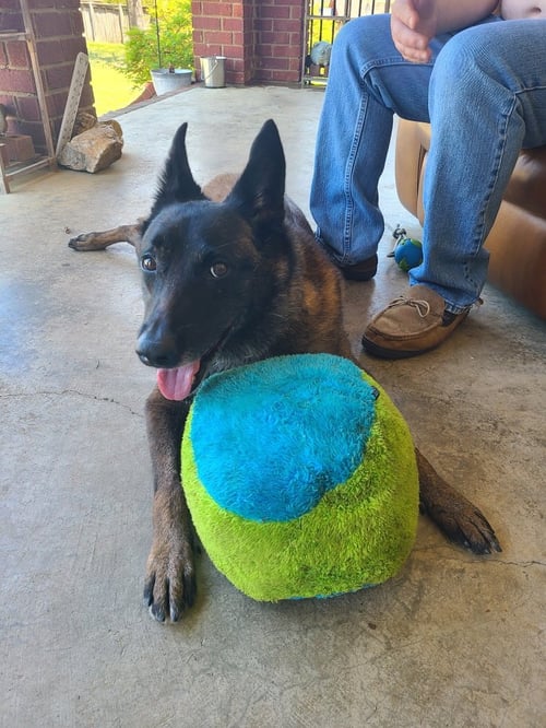 KEERAN - KY - Belgian Shepherd Malinois available for adoption