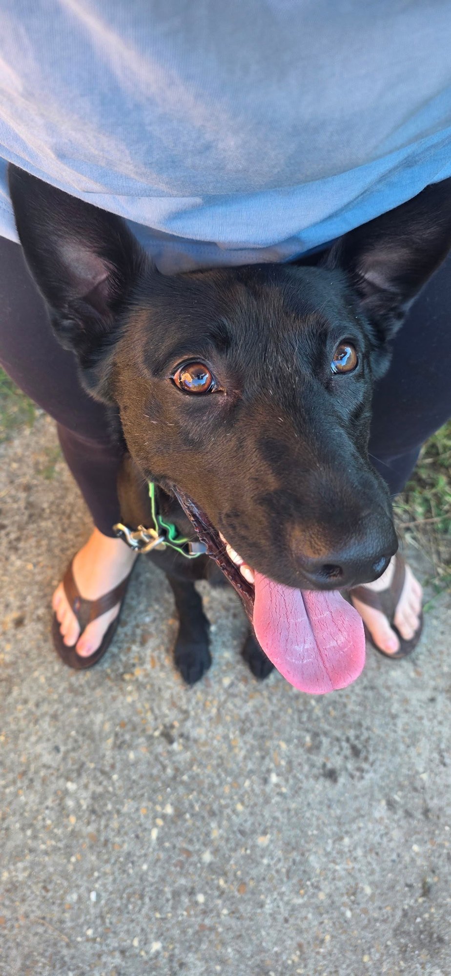 KALI - FL - Belgian Shepherd Malinois available for adoption