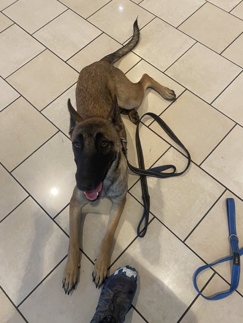 BECCA - AZ - COURTESY POST - Belgian Shepherd Malinois available for adoption