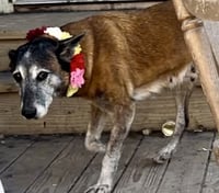 Honey - TX - PENDING ADOPTION - Photo 7