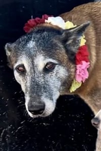 Honey - TX - PENDING ADOPTION - Photo 4