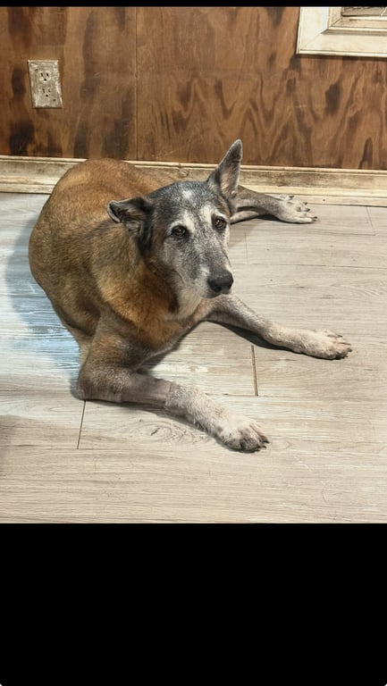 Honey - TX - PENDING ADOPTION Image