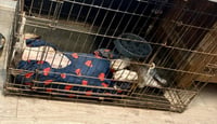 Honey - TX - PENDING ADOPTION - Photo 3