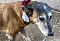 Honey - TX - PENDING ADOPTION - Photo 9