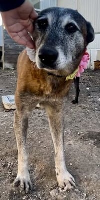 Honey - TX - PENDING ADOPTION - Photo 5