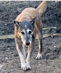 Honey - TX - PENDING ADOPTION - Photo 6