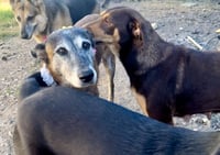 Honey - TX - PENDING ADOPTION - Photo 8