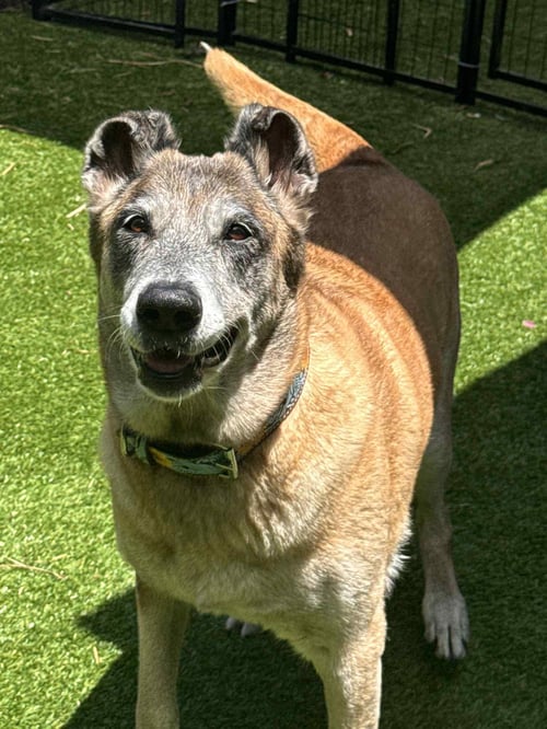 REMY-FL - COURTESY POST - Belgian Shepherd Malinois available for adoption