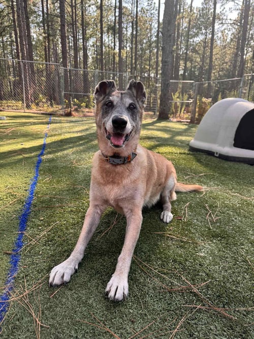 REMY-FL - COURTESY POST - Belgian Shepherd Malinois available for adoption
