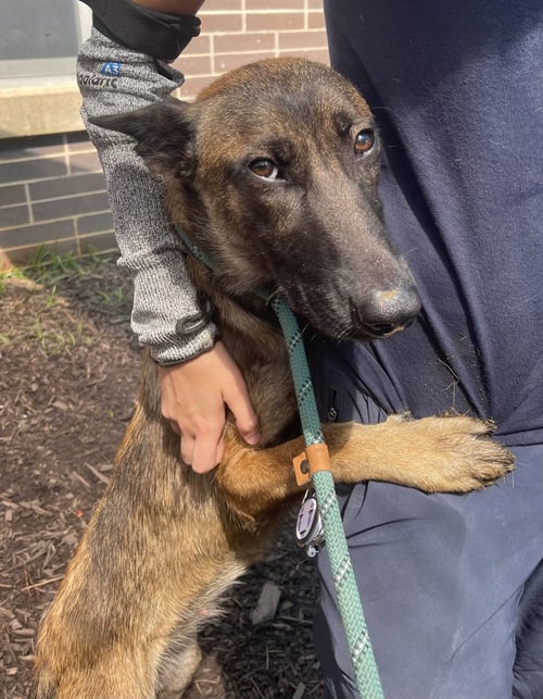 ADITI - GA - Belgian Shepherd Malinois available for adoption