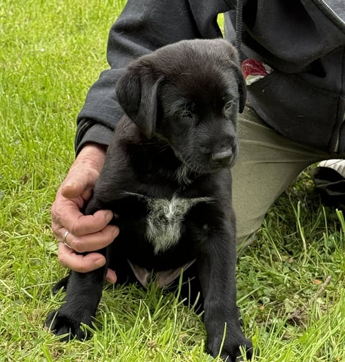 SEEMORE - PA - Belgian Shepherd Malinois / Labrador Retriever available for adoption