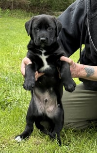 Kojak - PA - Photo 3