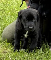 Kojak - PA - Photo 4