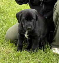 Kojak - PA - Photo 5