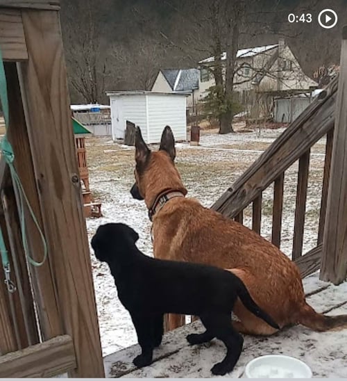 VYRA - PA - Belgian Shepherd Malinois available for adoption