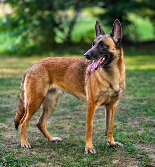 HOLLY GOLIGHTLY - OH - Belgian Shepherd Malinois available for adoption