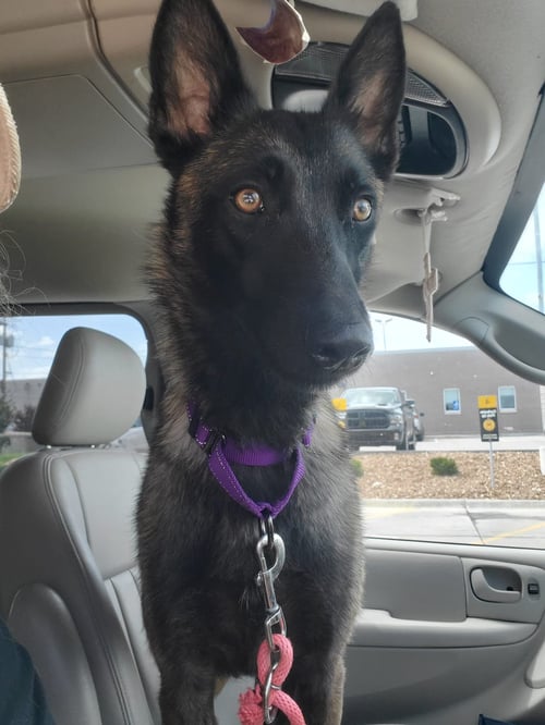 NORA - KANSAS - Belgian Shepherd Malinois available for adoption