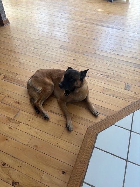 FLASH - OH - COURTESY POST - Belgian Shepherd Malinois available for adoption