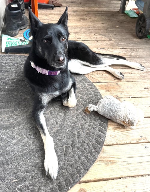 RUTHIE - IL - COURTESY POST - Siberian Husky / Belgian Shepherd Malinois available for adoption