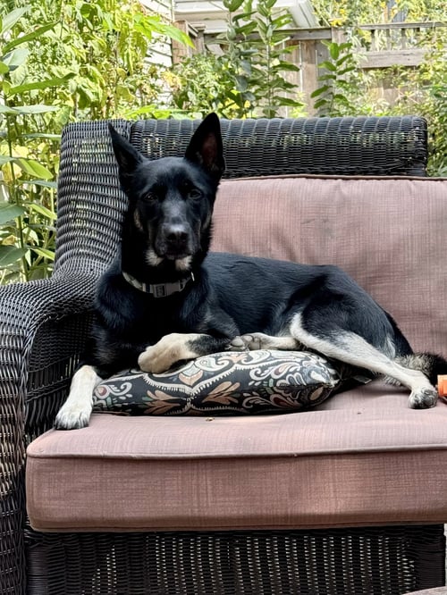 RUTHIE - IL - COURTESY POST - Siberian Husky / Belgian Shepherd Malinois available for adoption