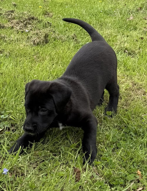SALEM - PA - Belgian Shepherd Malinois / Labrador Retriever available for adoption