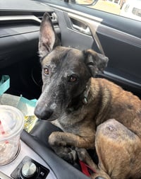 Millie - NJ - Photo 10