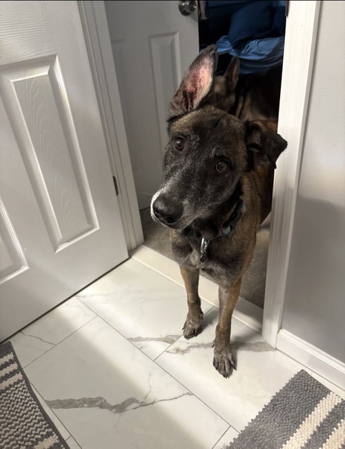 MILLIE - NJ - Belgian Shepherd Malinois available for adoption