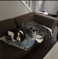 Millie - NJ - Photo 16