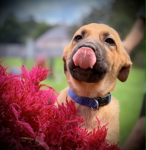 STETSON - VA - Belgian Shepherd Malinois available for adoption