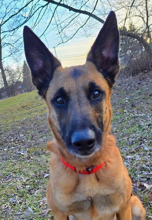 THOR - MI - Belgian Shepherd Malinois available for adoption