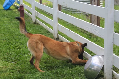 PEIGHTON - PA - Belgian Shepherd Malinois available for adoption