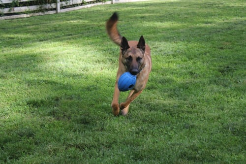 PEIGHTON - PA - Belgian Shepherd Malinois available for adoption