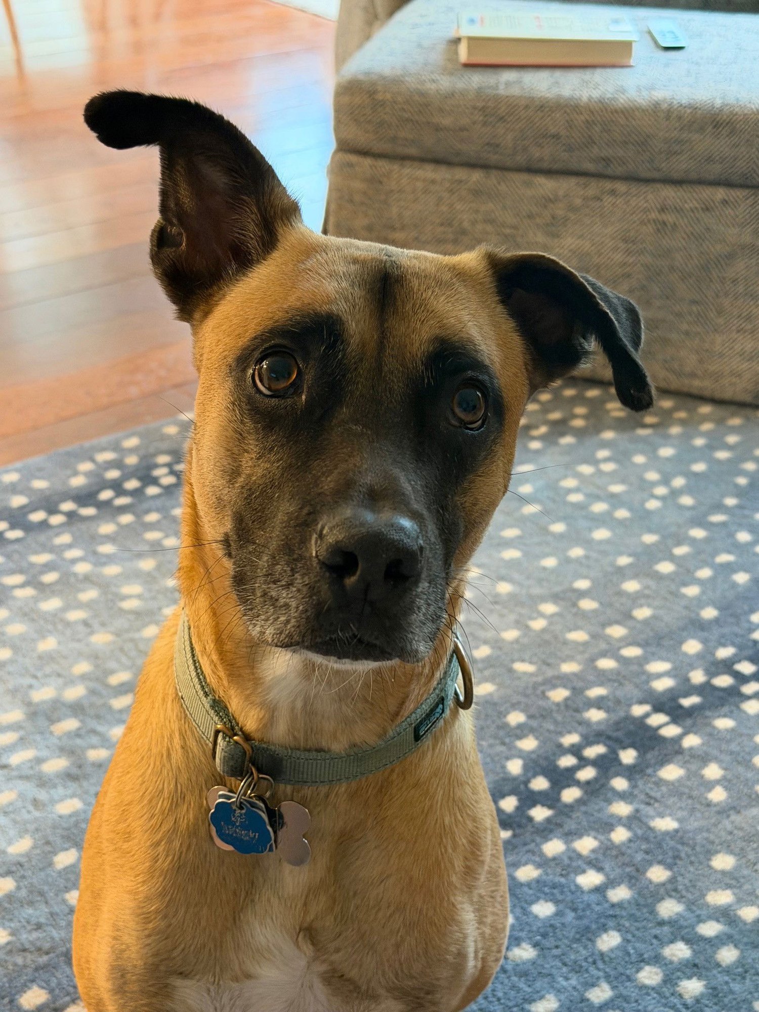 RUFUS - GA /MO COURTESY POST - Belgian Shepherd Malinois / Boxer available for adoption
