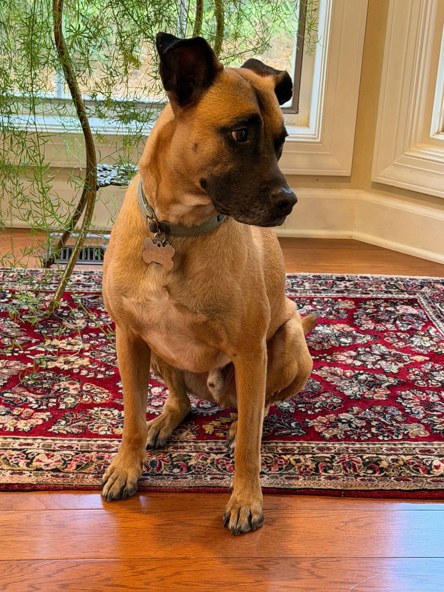 RUFUS - GA /MO COURTESY POST - Belgian Shepherd Malinois / Boxer available for adoption